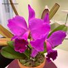 Cattleya labiata var. rubra 'Ching Hua #1' .